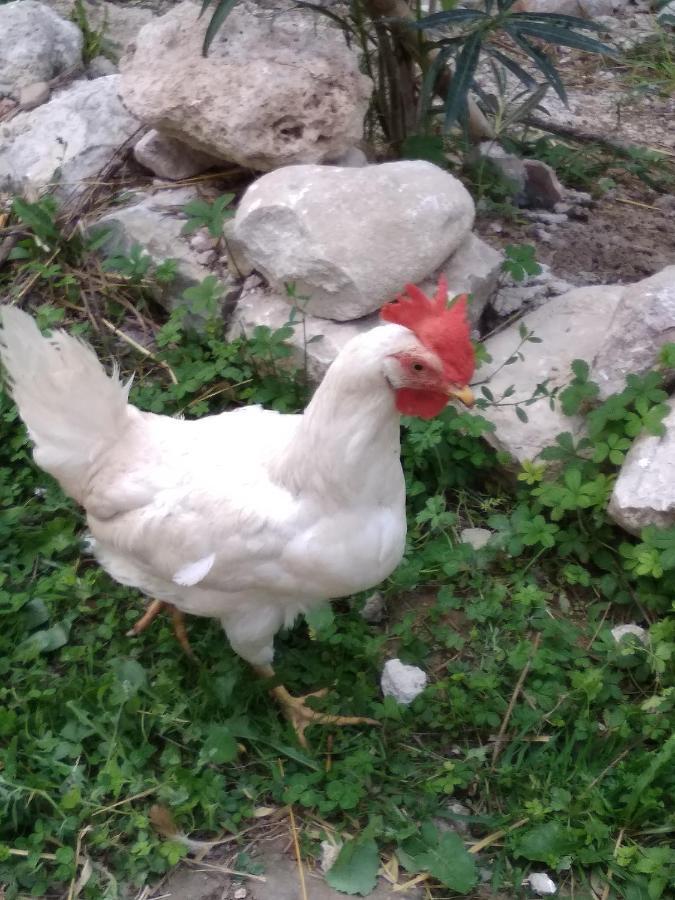 La Masseria Di Antonio E Teresina Colli a Volturno Zewnętrze zdjęcie
