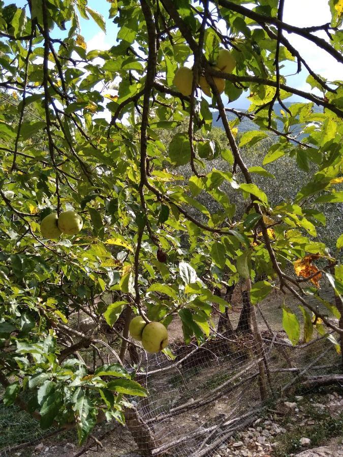 La Masseria Di Antonio E Teresina Colli a Volturno Zewnętrze zdjęcie